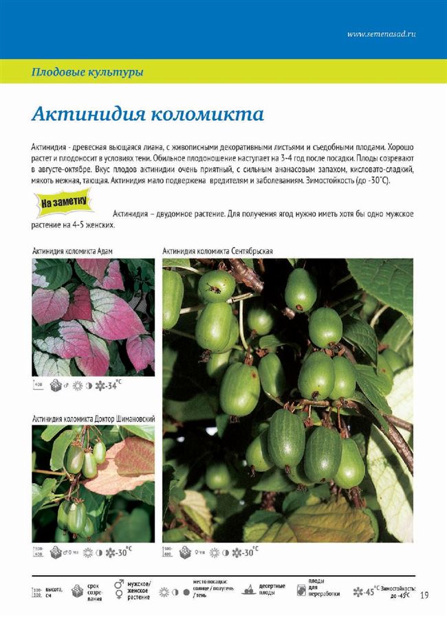 Отзыв: Саженцы Все Сорта "Актинидия коломикта" - Красивая лиана со съедобными плодами