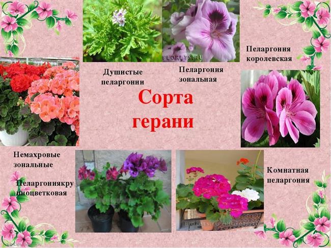 Пеларгония и герань – сходства и различия