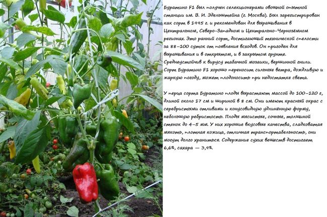 Пересадка в открытый грунт