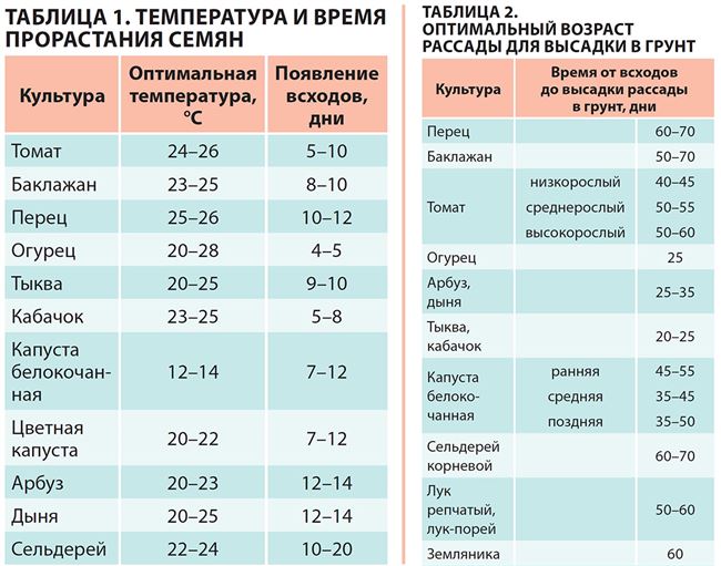 Сроки посева и особенности ухода