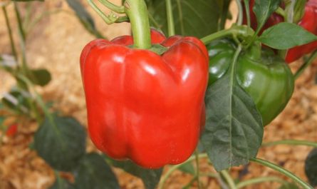 Созданный лучшими аграриями с любовью — перец Красный рыцарь F1: отзывы и описание сорта