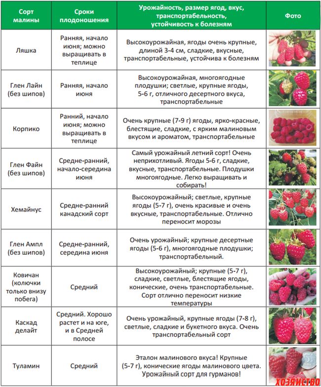 Уход за рассадой до момента высадки