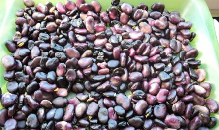 Отзыв: Семена бобов AGRONI "Русские Черные" - Крупные бобы с хорошей всхожестью.