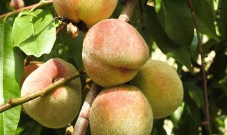 Как вырастить персик в Средней полосе