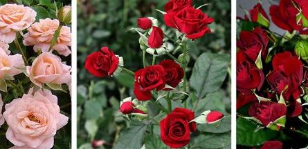 Розы спрей (44 фото): описание лучших сортов