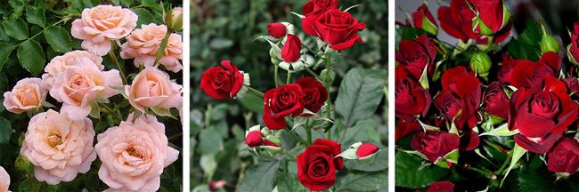 Роза Cream Gracia: характеристики, особенности выращивания, уход, цветение. Фотографии