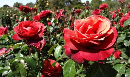 Сорт розы: Иоланта