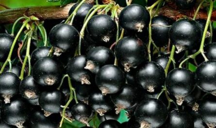 Смородина чёрная ”Августа” (традиционный сорт)