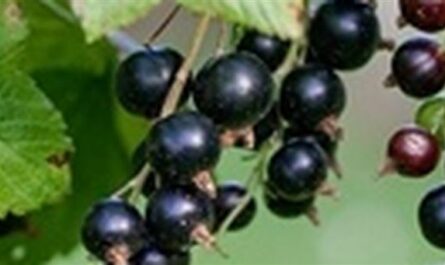 Березовка - сорт растения Смородина черная