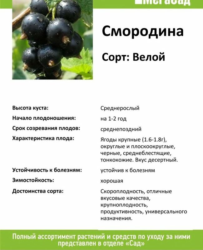 Описание и правила выращивания черной смородины сорта Велой