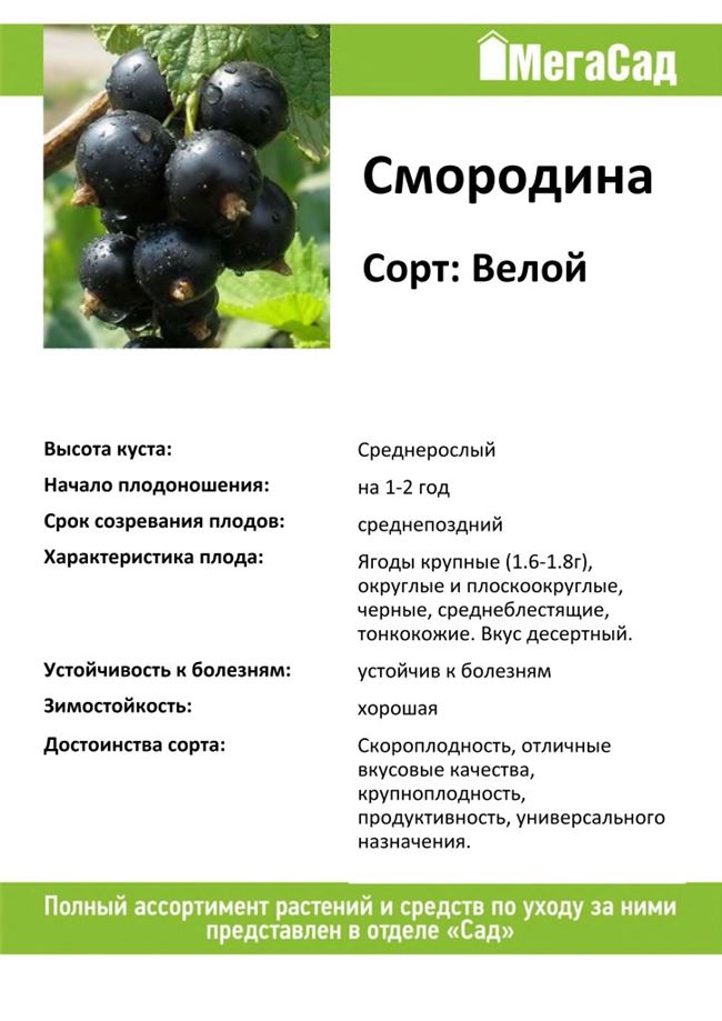 Чёрная смородина Велой: описание, посадка и уход, отзывы, фото