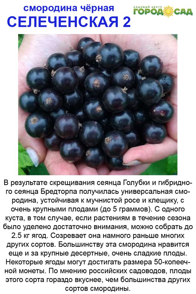 Самые популярные сорта черной смородины — описание и группировка по категориям: сладкие, крупноплодные, ранние, средние, поздние. Лучшие сорта для Подмосковья, Урала, средней полосы, Украины и Беларуси.