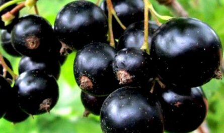 Гамма - сорт растения Смородина черная