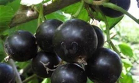 Ранний крупноплодный сорт чёрной смородины дар смольяниновой: описание, агротехника, фото