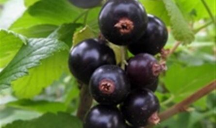 Смородина черная (Ribes nigrum `Зуша`)