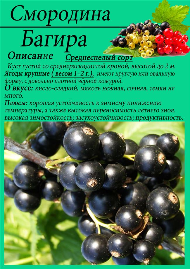 Смородина черная Ильинка