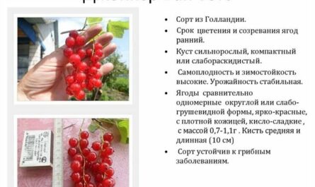 Описание сорта красной смородины Джонкер ван Тетс, выращивание и уход