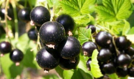 Лучшие сорта черной смородины для вашего сада