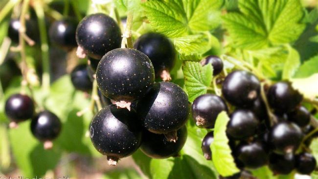 Лучшие сорта черной смородины для вашего сада