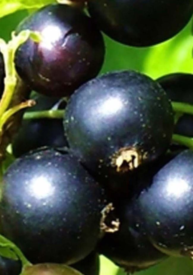 Мулатка — форум-виноград