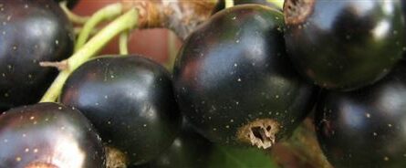 Нежданчик - сорт растения Смородина черная