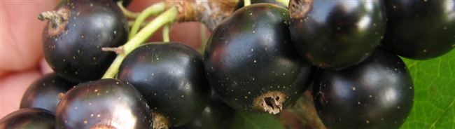 Нежданчик - сорт растения Смородина черная
