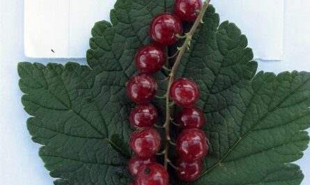 Смородина красная "Осиповская" Ribes rubrum