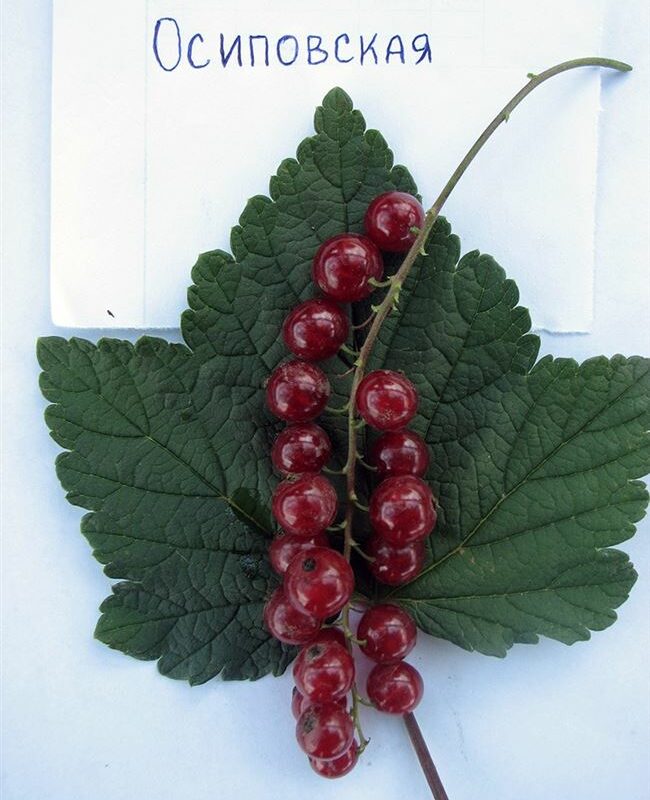Смородина красная "Осиповская" Ribes rubrum