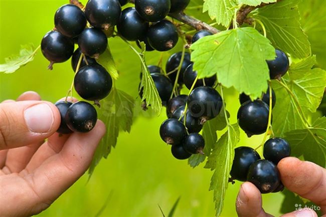 Чёрная смородина Перун: характеристика сорта и особенности выращивания
