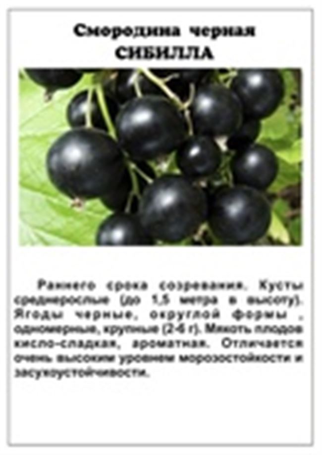 Крупноплодный сорт ранней чёрной смородины Сибилла: внешний вид и описание сорта, фото