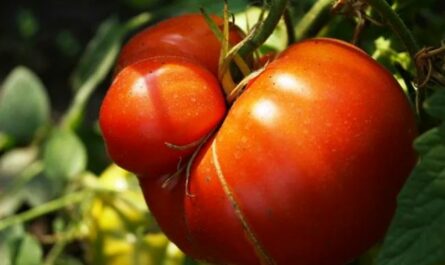 Лучшие, сладкие и урожайные сорта крупноплодных томатов