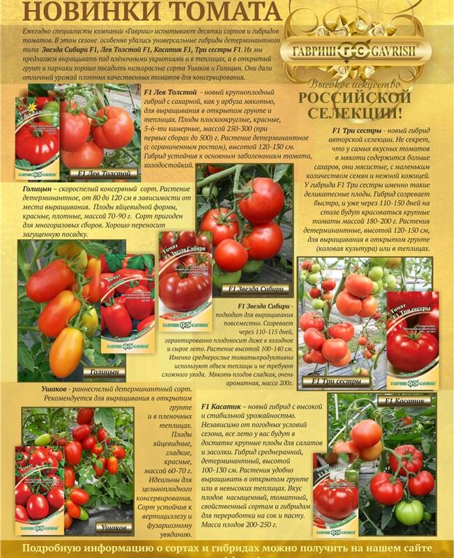 Давно забытый сорт томата,некогда очень популярный до гибридизации!Что это за сорт?Великолепный и урожайный детерминантный сорт!