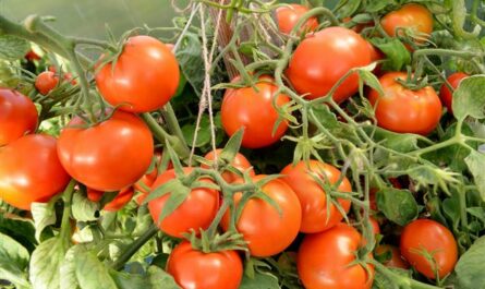 Описание розового томата Аппетитный и выращивание в открытом грунте