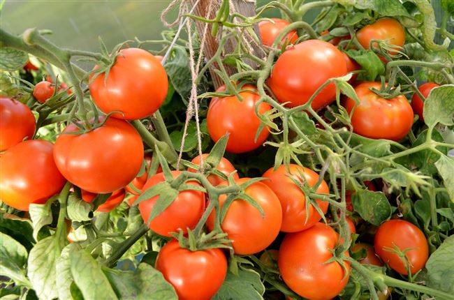 Описание розового томата Аппетитный и выращивание в открытом грунте