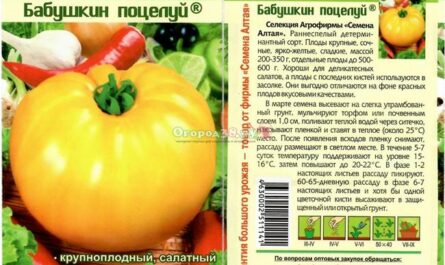 Характеристика и описание сорта томата Бабушкин поцелуй, его урожайность