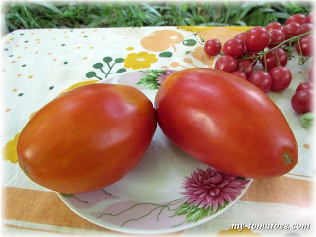 Описание сорта томата Баловень судьбы и правила выращивания