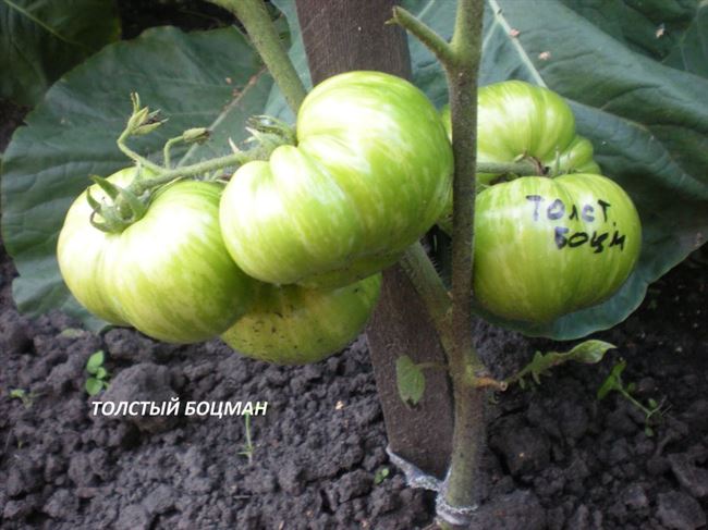 Сорт томата «Толстый боцман»: фото, отзывы, описание, характеристика, урожайность