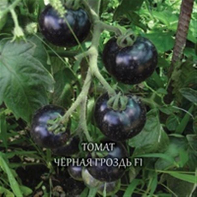 Бурая гроздь F1 – эффектные ветви урожайного томата. Описание агротехники и рекомендации