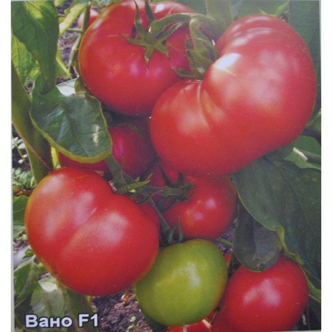 Томат Вано: описание и характеристика сорта, урожайность с фото