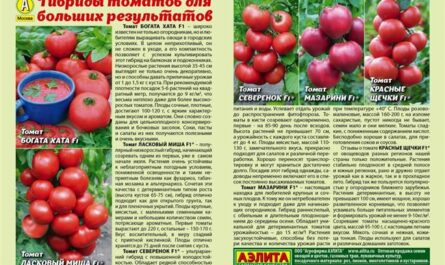 Описание скороспелого томата Василий и агротехника культирования гибридного сорта