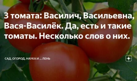 Описание сорта томата Василий, его характеристика и выращивание