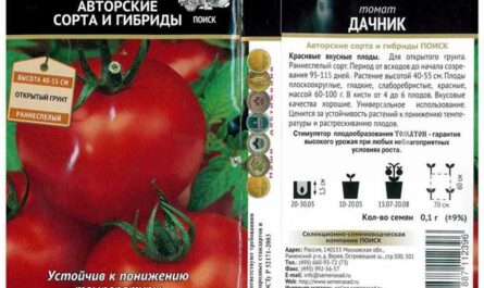 Верея - сорт растения Томат