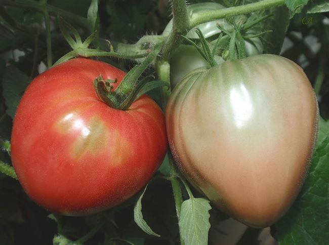 Описание сорта томата Государь F1, его урожайность