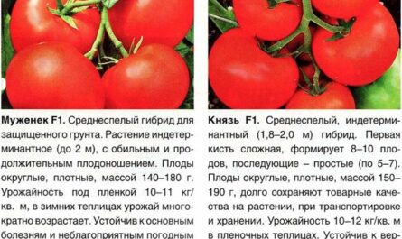 Важные детали по выращиванию крупноплодных гибридов томата компании «Сингента» Макарена F1 и Гродена F1