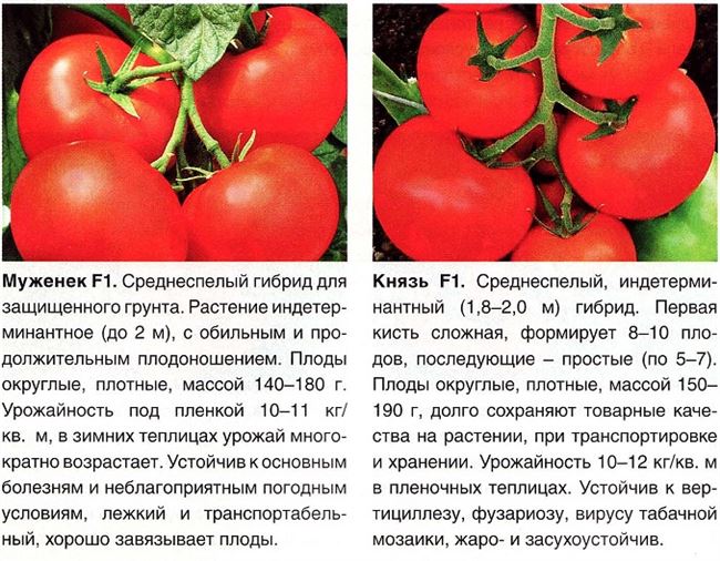 Важные детали по выращиванию крупноплодных гибридов томата компании «Сингента» Макарена F1 и Гродена F1