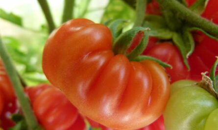 Новые сорта томатов для Дальнего Востока