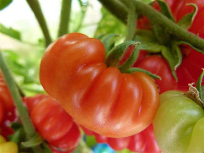 Новые сорта томатов для Дальнего Востока