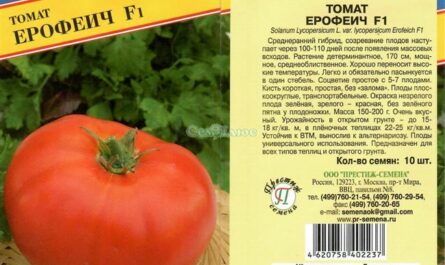 Описание сорта томата Ерофеич розовый, особенности выращивания и ухода