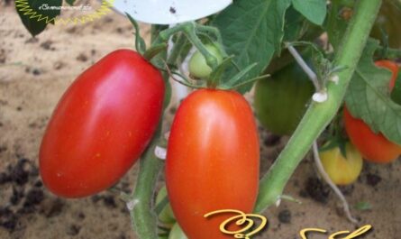 Томат Забава: характеристика и описание высокоурожайного сорта с фото