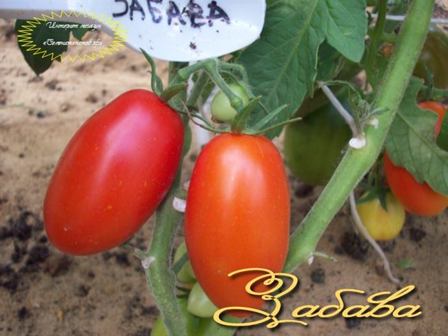 Томат Забава: характеристика и описание высокоурожайного сорта с фото